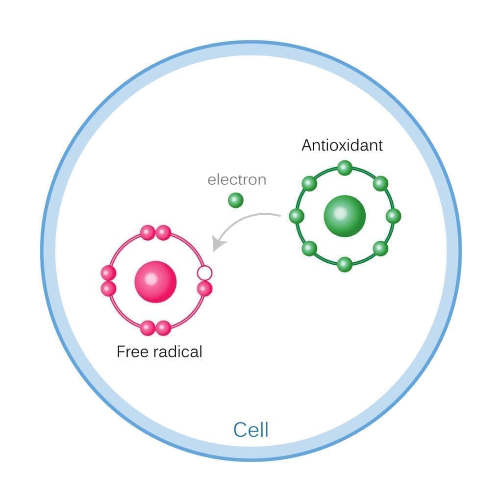 How Antioxidants Work On Free Radicals