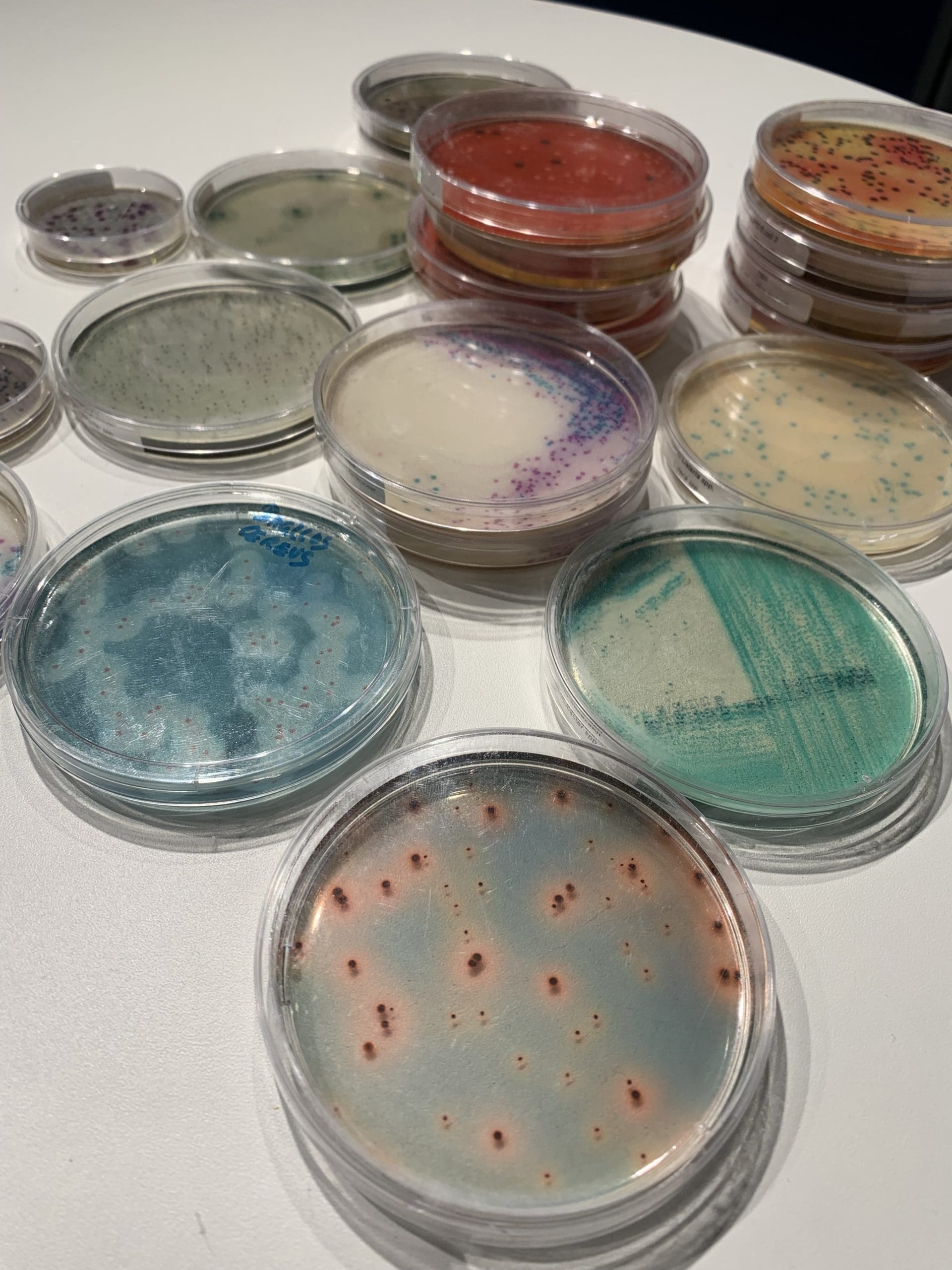 Efficiency of the Biofilter - Biodynamizer