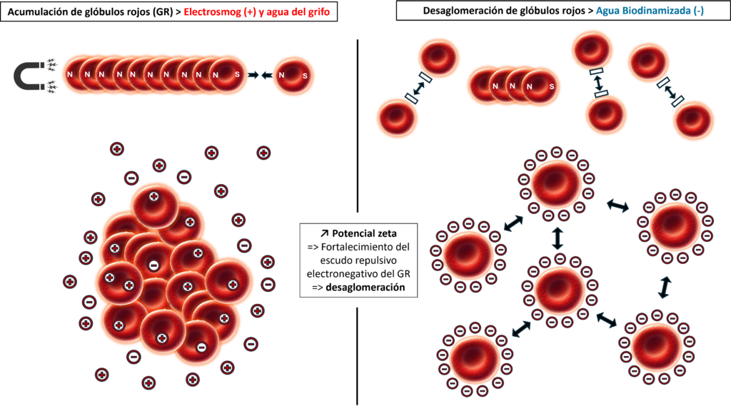 Illustration de la désagrégation des globules rouges.