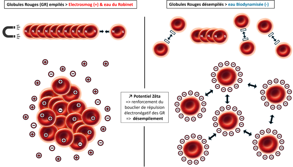 Illustration de la désagrégation des globules rouges.