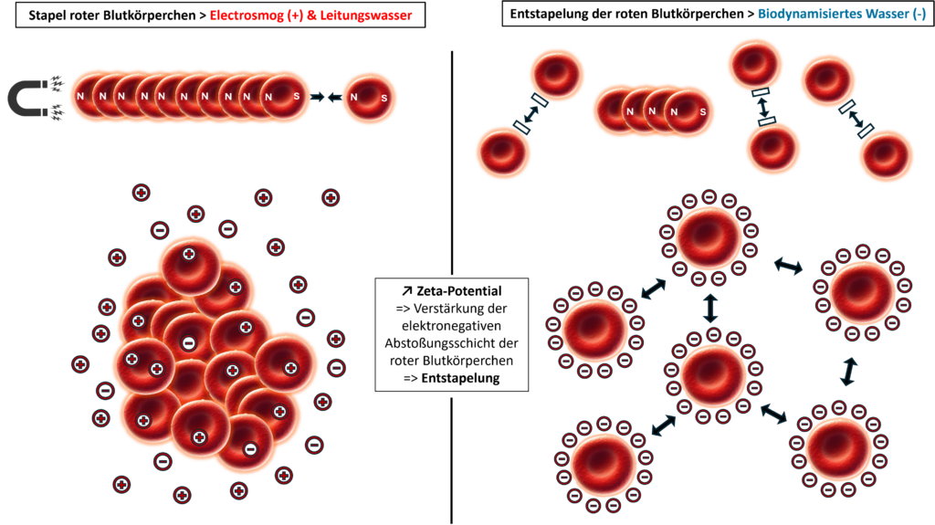 Illustration de la désagrégation des globules rouges.