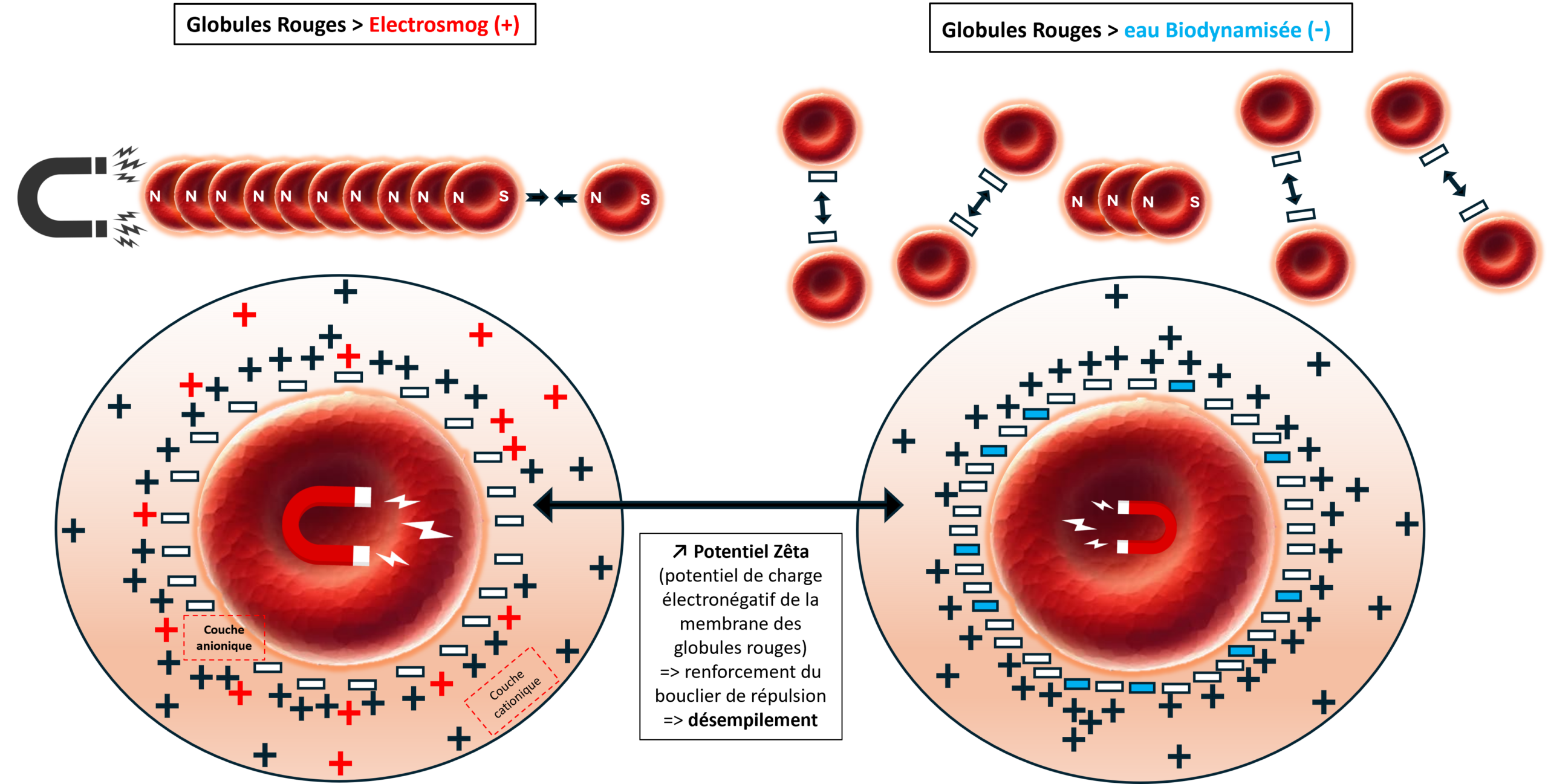 Illustration de la désagrégation des globules rouges.