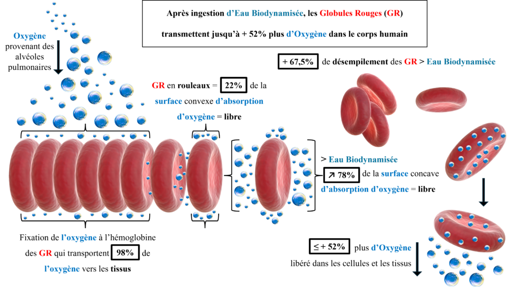 Illustration des globules rouges transportant l’oxygène.