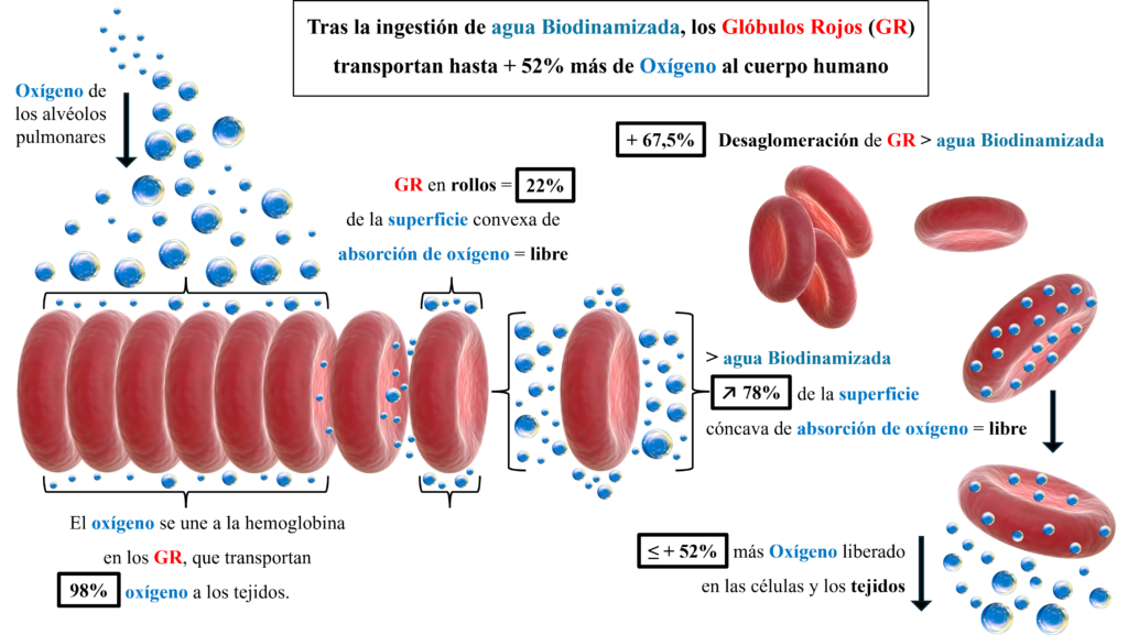 Illustration des globules rouges transportant l’oxygène.