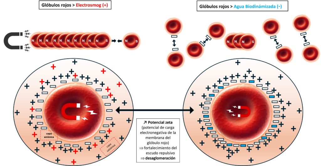 Illustration de la désagrégation des globules rouges.