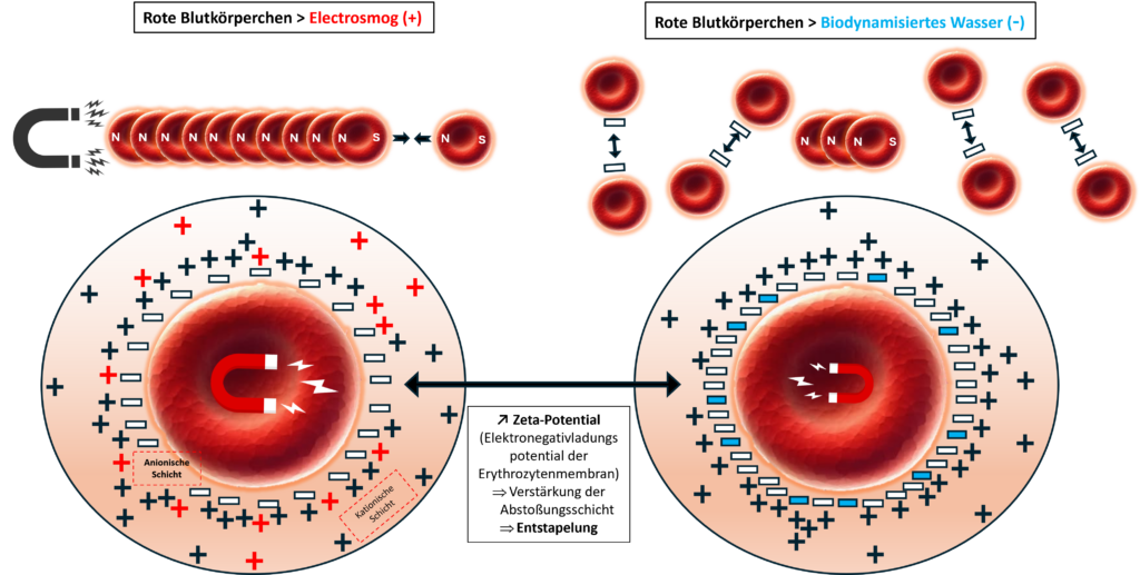 Illustration de la désagrégation des globules rouges.
