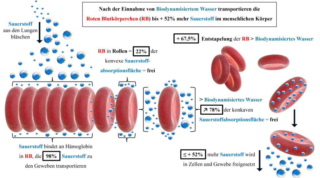 Illustration des globules rouges transportant l’oxygène.